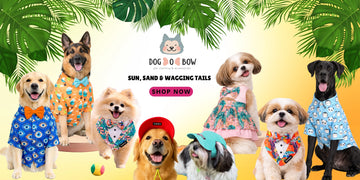 Summer Collection 2026