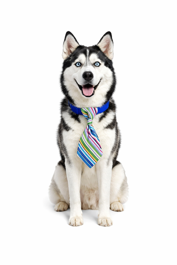 Multistripe Neck Tie Collar