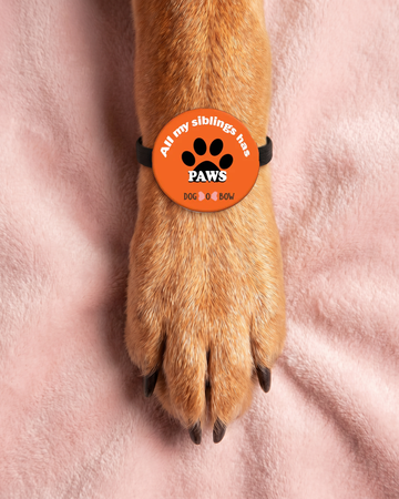 All My Siblings have Paws Pet Rakhi