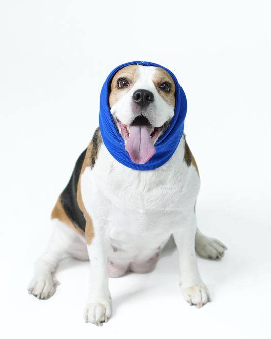 Royal Blue Pet Ear Muff