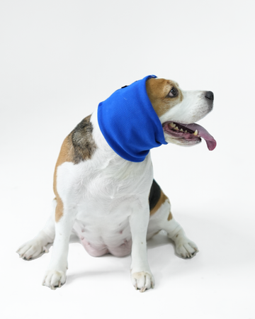 Royal Blue Pet Ear Muff