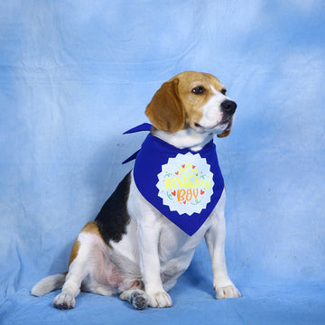 Birthday Boy Pet Bandana