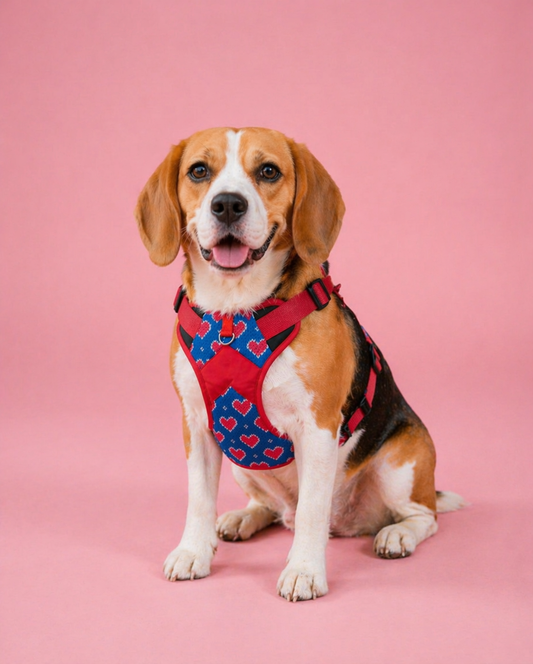 Hearty blue Double Padded Harness