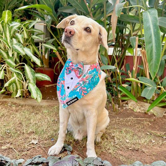 A dog wearing a floral print tuxedo bandana with a bow tie, sitting outdoors with plants in the background.