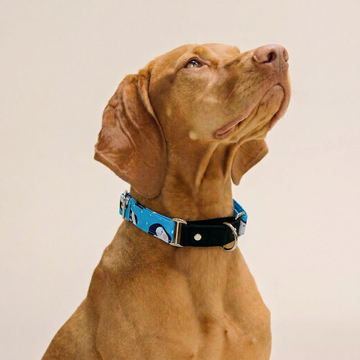 Panda Martingale Collar (1.5 inch width)