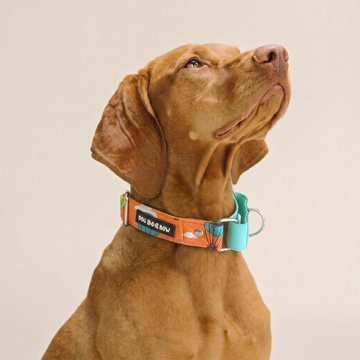 Orange Hot Air Balloon Martingale Collar (1.5 inch width)