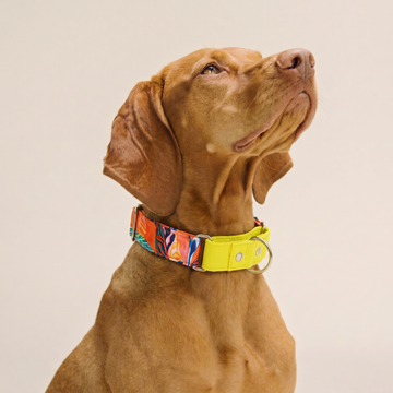 Red Hawaii Martingale Collar (1.5 inch width)