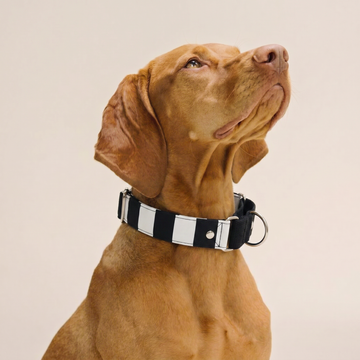 Bandi Bandi Martingale (1.5 inch width)