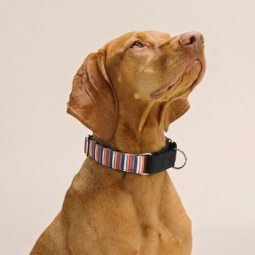 Volcano Stripe Martingale Collar (1.5 inch width)