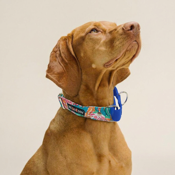 Tropicana Martingale Collar (1.5 inch width)